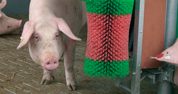 pig looks at a scratcher in a pen