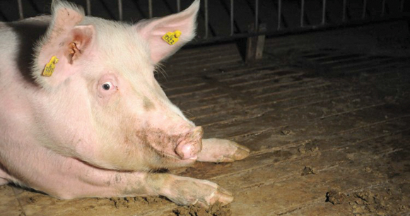 pig lies on floor of barn