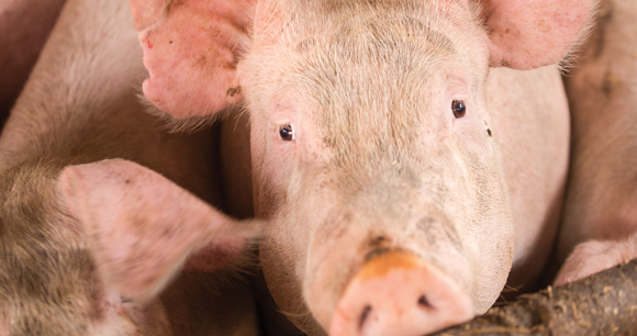 Close up portraits of pigs in a pigsty on a farm