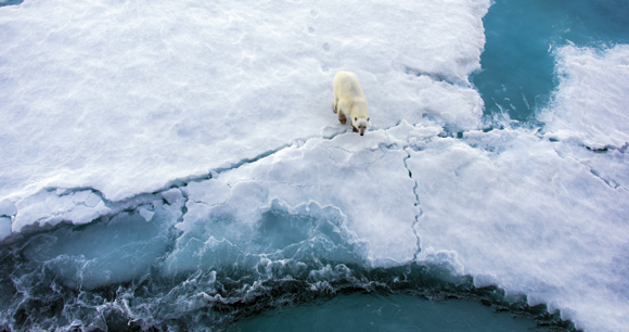 polar bear crosses fractured ice flats