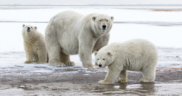 polar bears stand together on muddy ice