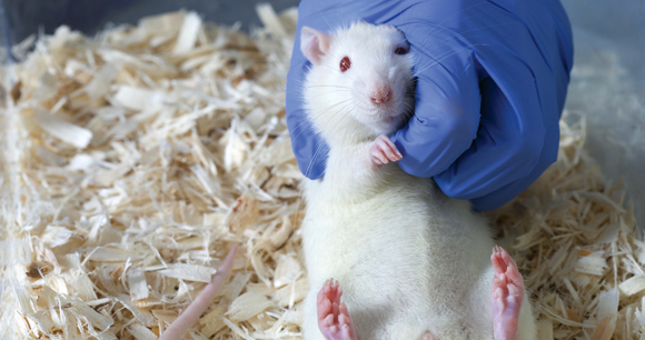 rat tickled by researcher's glove in plastic lab box