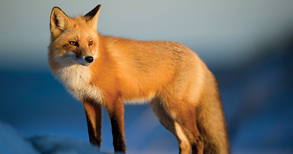 red fox stands on snowy terrain in daylight