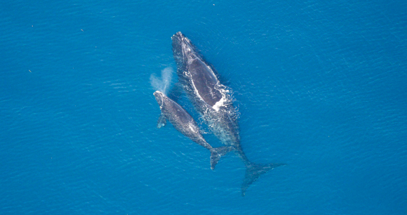 overhead view of right whale and young swimming near surface