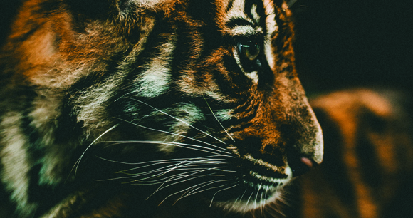 closeup side profile of young tiger