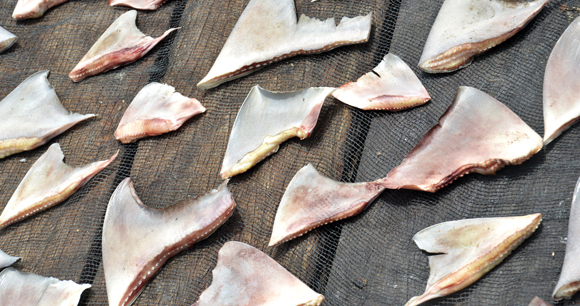 severed shark fins lie on wood planks