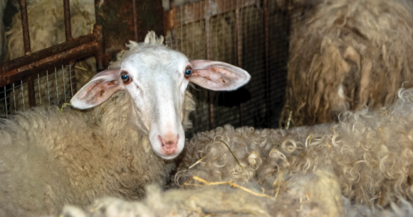 A scared sheep stands among a flock of sheep in a ship