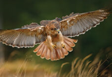 Red-tailed hawk landing in the forest. Wildlife scene from nature.