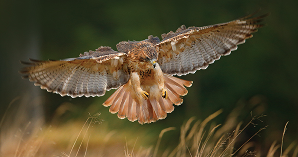Red-tailed hawk landing in the forest. Wildlife scene from nature.