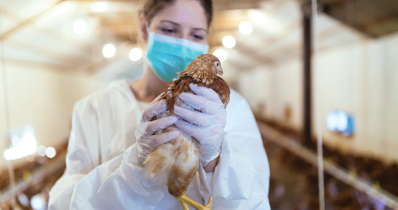 person in mask and gloves holds chicken in large farm