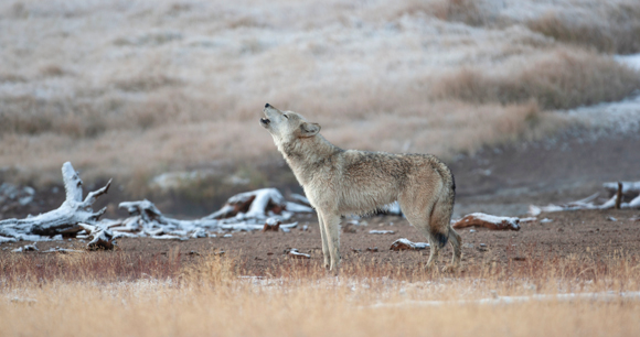 gray wolf howls in a winter prairie