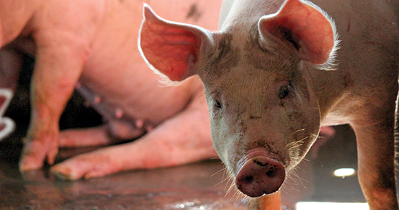 pig in slaughter pen with other pigs in the background