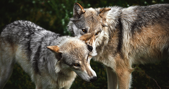 Two Grey Wolf siblings play and fight near Yellowstone National Park, Montana, USA.