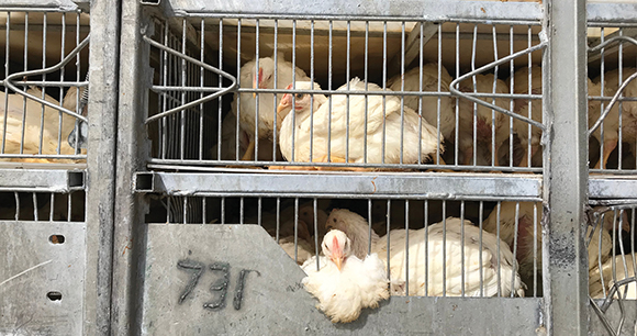 multiple chicken cages stacks on top of each other