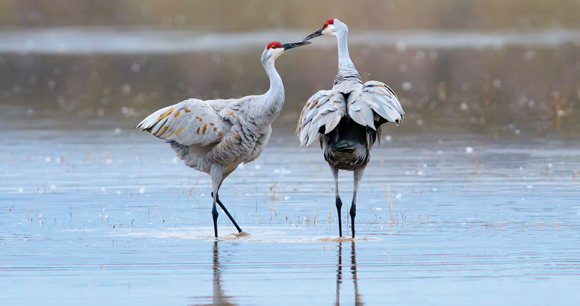 A Pair of Sandhill Cranes stand on water at National Reserve