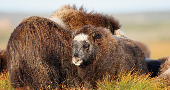 Muskox in tundra of Alaska