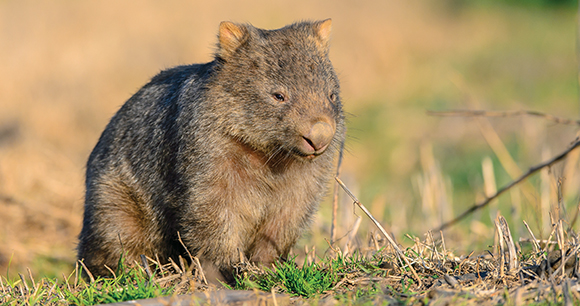 Australian wombat at kangaroo valley