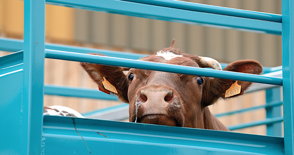 dairy cow looks through metal gate in France