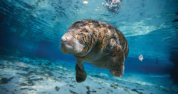 Manatee swims in Florida waters