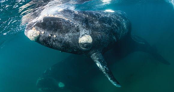 Southern Right Whale, and her calf in shallow protected waters