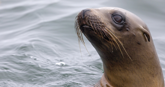 sea lion sticks head out of water
