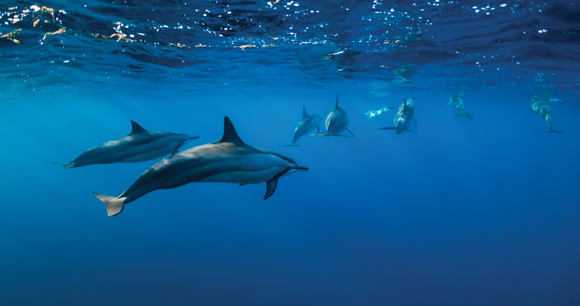 a pod of dolphins swim near the surface