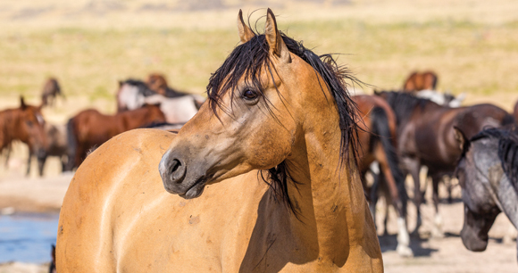 wild horse stands in front of herd near water in western plain