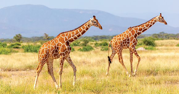 Somalia giraffes goes over a green lush meadow