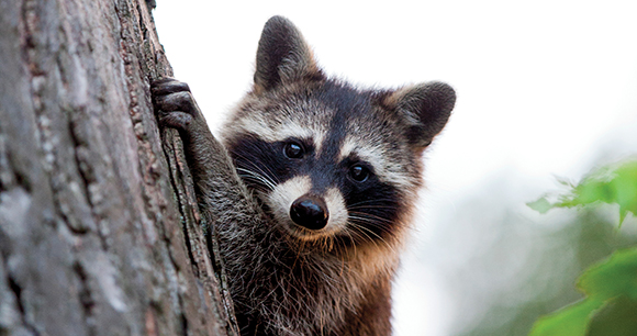 Raccoon hangs on a tree