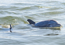 Bottlenose Dolphin surfaces near Grand Isle, Louisiana