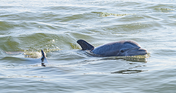 Bottlenose Dolphin surfaces near Grand Isle, Louisiana