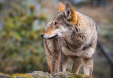 a red wolf looks to its right on a mossy rock