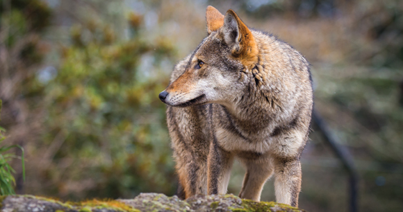 a red wolf looks to its right on a mossy rock
