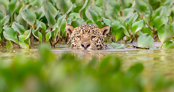 jaguar peeks out from water in leafy pond