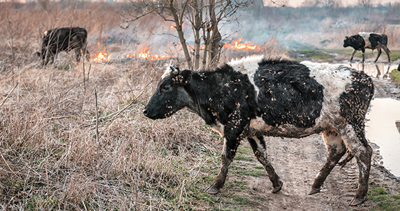 Cows run away from the fire. Environment problem in dry area