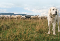 guard dog looks out with sheep in the background