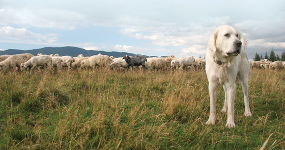 guard dog looks out with sheep in the background