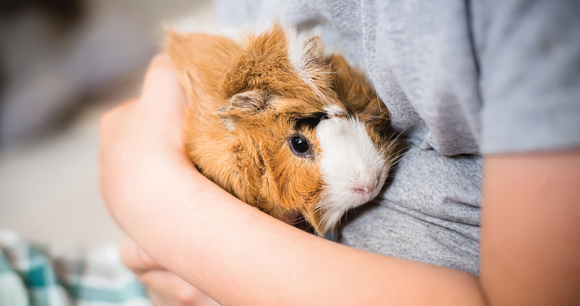 guinea pig held in child's arms