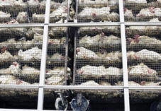chickens packed tightly in rolling cages for slaughter