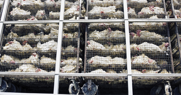 chickens packed tightly in rolling cages for slaughter