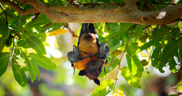 large flying fox bat hangs from a leafy branch