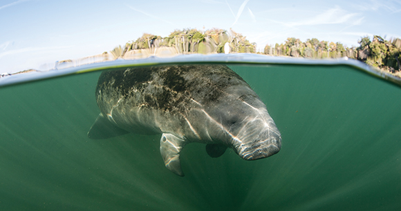 A Florida manatee breathes at the surface in Crystal River, Florida.