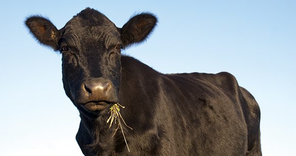 Beautiful black Angus cow chewing grass