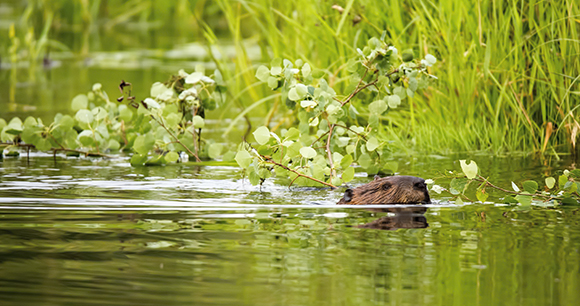 North American beaver swimming along a creek dragging a branch back to its lodge