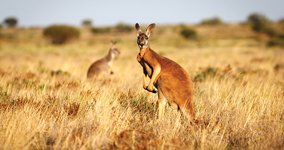 Red Kangaroo standing up in grasslands in the Australian Outback