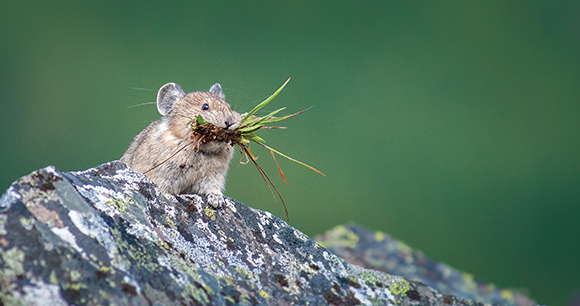 Endangered pika in Kananaskis, Alberta eating grass