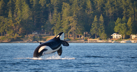 An endangered Southern Resident Killer Whale, breaches near Henry Island in Washington State.
