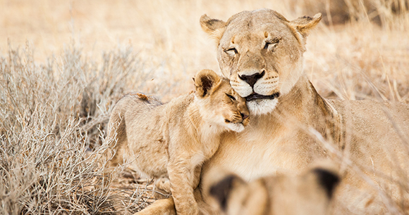 Lioness and her cub cuddling in Kgalagadi National Park