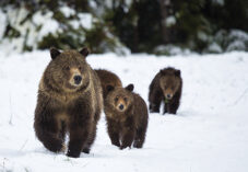 A grizzly bear sow leads her cubs through the snow in Grand Teton National Park, Wyoming.