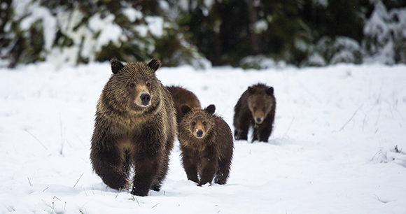 A grizzly bear sow leads her cubs through the snow in Grand Teton National Park, Wyoming.